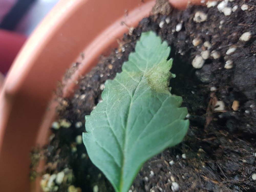 20180524_211811.jpg