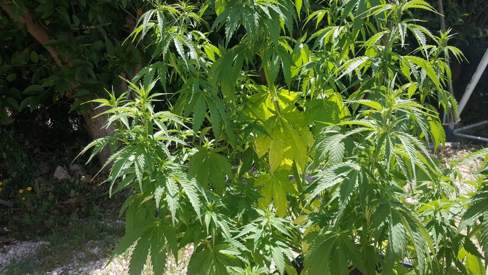 20180525_131406.jpg