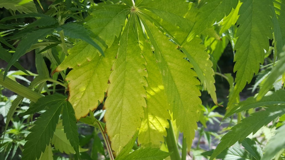 20180525_131416.jpg