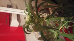 Zombie_Kush_(C+31)(S+15)(F+5).jpg