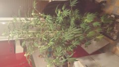 Vanilla_Kush_(C+31)(S+15)(F+5)_(2).jpg