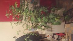 Vanilla_Kush_(C+31)(S+15)(F+5)_(3).jpg