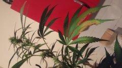 Vanilla_Kush_(C+31)(S+15)(F+5)_(4).jpg