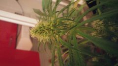 Vanilla_Kush_(C+31)(S+15)(F+5).jpg