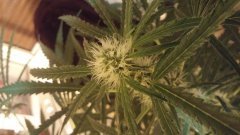 Sweet_Skunk_(C+31)(S+15)(F+5).jpg