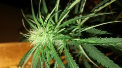 Amnesia_Strawberry_(C+31)(S+15)(F+5).jpg