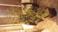 Amnesia_Strawberry_(C+31)(S+15)(F+5)_(2).jpg