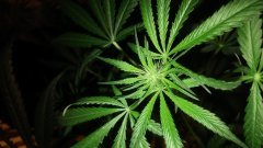Amnesia_Kush_(C+31)(S+15)(F+5).jpg