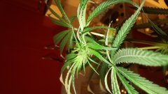 Amnesia_Kush_(C+31)(S+15)(F+5)_(2).jpg