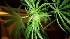 Amnesia_Kush_(C+31)(S+15)(F+5)_(3).jpg