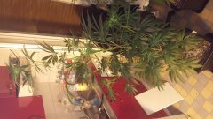 Amnesia_Kush_(C+31)(S+15)(F+5)_(4).jpg