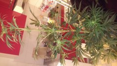 Amnesia_Kush_(C+31)(S+15)(F+5)_(5).jpg