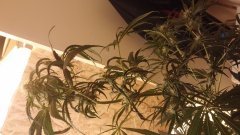 amnesia_kush_(c+32)(s+15)(f+17)_(2).jpg