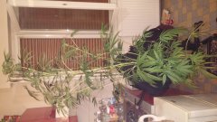 amnesia_kush_(c+32)(s+15)(f+17)_(3).jpg