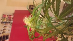amnesia_kush_(c+32)(s+15)(f+17).jpg