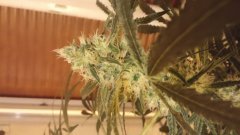 sweet_skunk_(c+32)(s+15)(f+17).jpg