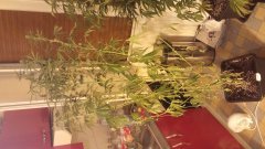 amnesia_strawberry_(c+32)(s+15)(f+17).jpg