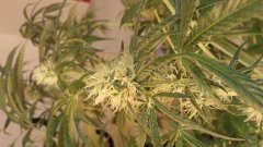 vanilla_kush_(c+32)(s+15)(f+17)_(2).jpg