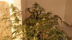 vanilla_kush_(c+32)(s+15)(f+17)_(3).jpg