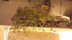 vanilla_kush_(c+32)(s+15)(f+17).jpg