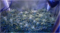 Chapitre12  Floraison+30