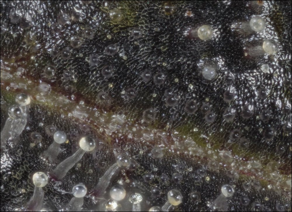 st6 crop cw.jpg