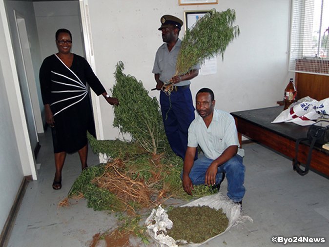 Le Zimbabwe légalise la marijuana médicinale