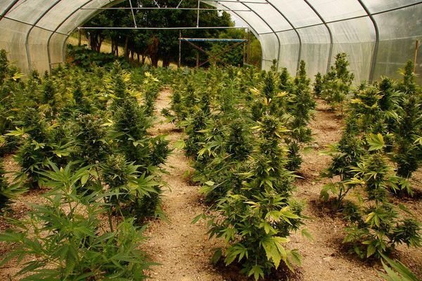 Canada - Des producteurs de cannabis artisanal réclament une protection
