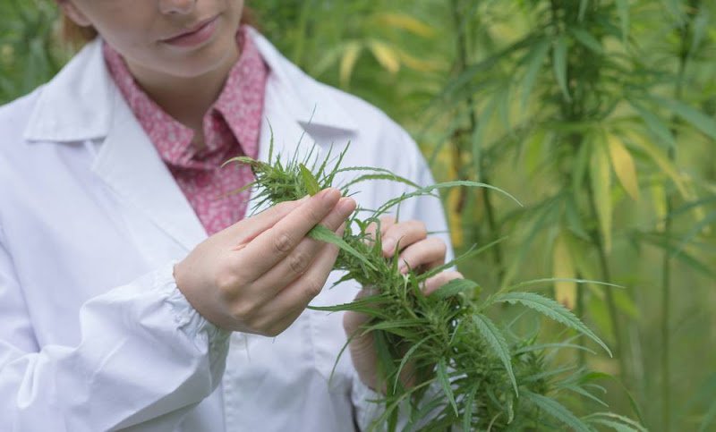 Belgique - Une entreprise veut cultiver cinq tonnes de cannabis pharmaceutique légalement  Par mrpolo, 4 mai dans Proposez vos News !