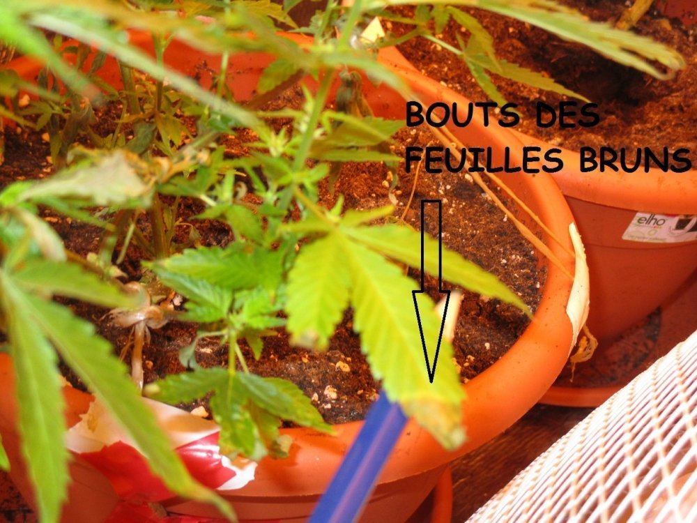 detailsSurPlante.thumb.jpg.a267be41e30393e49fa41e784610c0fe.jpg