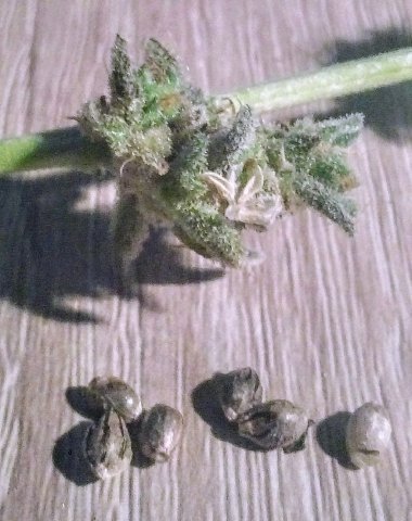 Quality street banane et seeds.jpg