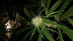 Sweet skunk (C+31)(S+15)(F+6).jpg