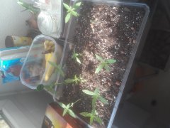 20180517_190832.jpg