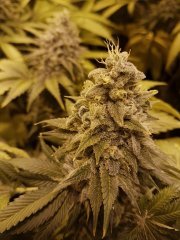 strawberry glue