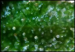 MAJ trichomes.jpg