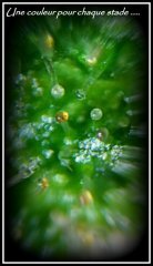 MAJ trichomes.jpg