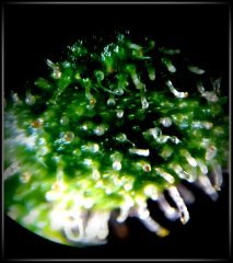 MAJ trichomes.jpg