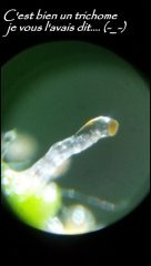 MAJ trichomes.jpg