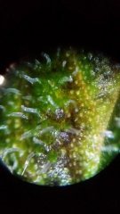 MAJ trichomes.jpg