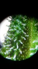MAJ trichomes.jpg