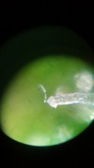 MAJ trichomes.jpg