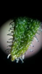 MAJ trichomes.jpg