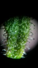 MAJ trichomes.jpg