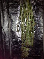 Vanilla Kush Cut FLO+65