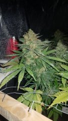 1 bud.jpg