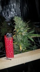 2 bud repere.jpg