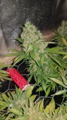 3 bud repere.jpg