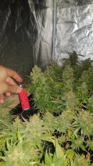 3 bud.jpg