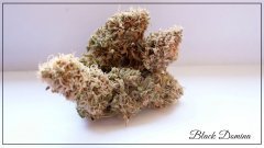 Black domina