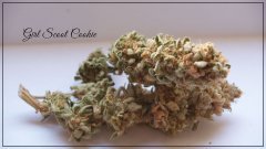 Girl scoot cookie